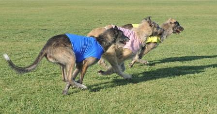 Irish Wolfhounds Locust Grove Field Champion ASFA race