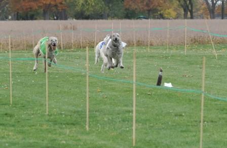 Locust Grove - LGRA race