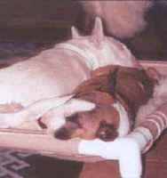 "Mivvy" and "Becca" Sharing Sleeping Quarters