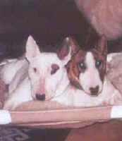 Mini-Bulls are snugglers and love each other