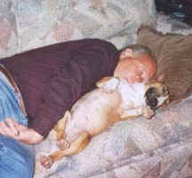 The Miniature Bull Terrier loves to nap