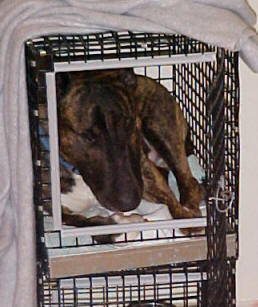 Miniature Bull Terriers love blankets!