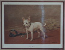 “Tiny Mite” a Miniature Bull Terrier owned by Lady Evelyn Ewart about 1907