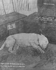 FAMOUS BULL TERRIER PHOTO,  Feb. 1946 issue of Life Magazine caption reads; "Snuggled up against the belongings of his late master, General Patton's dog "Willie" waits to be shipped home."