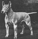 Ch. Heir Apparent Of Monty-Ayr, owned by Dr. and Mrs. E.S. Montgomery.  (Oil painting by Edwin Megargee)