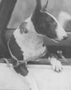 Eng. Ch. Kirbeon Bandmaster