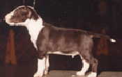 MINIATURE BULL TERRIER PUPPY
