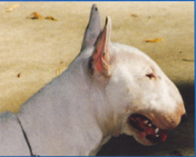 Ch. Greystone White on White