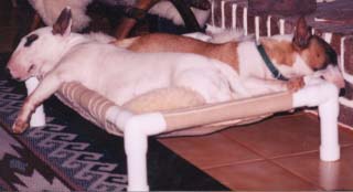 Ch. Mivvy & Ch. Becca - Snoozing Comfortably Together