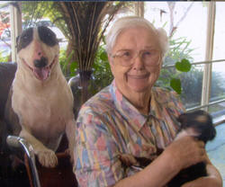 Morticia the Miniature Bull Terrier puppy and one of her therapy patients being loved by Morticia and a Standard Bull Terrier friend.
