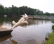 White Poodle Jumping Over Water