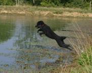 Black Poodle Jumping Over Water