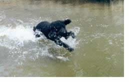 Black Poodle Spashing in Water