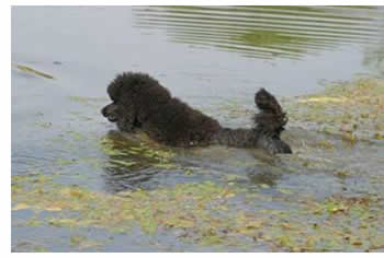 Black Poodle Swimming
