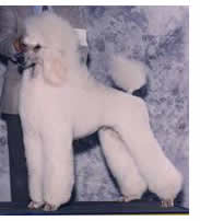 White Poodle Standing