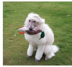 White Poodle with a Duck