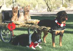 A working Rottweiler is a happy Rottweiler