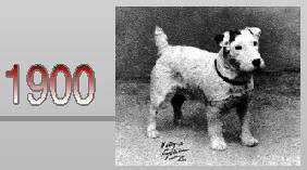 The Russell Terrier has remained true to it's original form from the 1900's to present day.