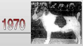 The Russell Terrier has remained true to it's original form from the 1900's to present day.