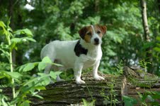 UKC Gr. Ch. UWP Frayed Knot Spike (AKC) CM, CD, JE, CAT, CGC.  AKC's first Russell Terrier to be awarded the Miscellaneous Certificate of Merit.  UKC #1 Russell Terrier in 2007.