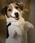 UKC Gr. Ch. UWP Frayed Knot Spike (AKC) CM, CD, JE, CAT, CGC.  AKC's first Russell Terrier to be awarded the Miscellaneous Certificate of Merit.  UKC #1 Russell Terrier in 2007.