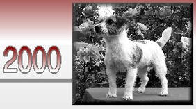 The Russell Terrier has remained true to it's original form from the 1900's to present day.