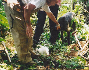 Russell Terrier goes to ground on a fox hunt and Simmon's friends are amazed