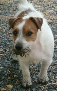 Russell Terriers love to hunt coon, fox, or anything else that might go to ground!