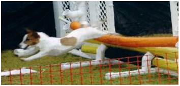 Russell Terrier photo courtesy of The American Russell Terrier Club