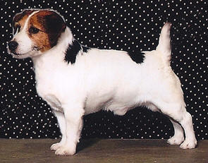 UKC Gr. Ch. UWP Frayed Knot Spike (AKC) CM, CD, JE, CAT, CGC.  AKC's first Russell Terrier to be awarded the Miscellaneous Certificate of Merit.  UKC #1 Russell Terrier in 2007.