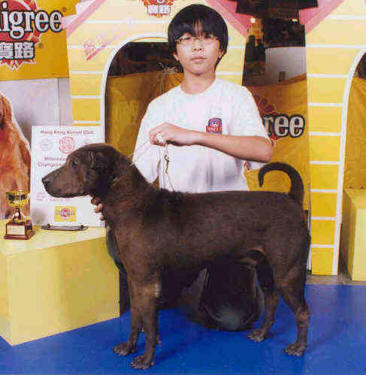 BOB IN HONG KONG KENNEL CLUB - SHAR-PEI