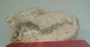 very large Chinese dog skull believed to be early Tibetan Mastiff