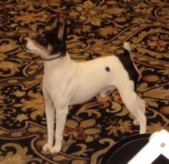 Select Dog GrCh Barbary Rough N Ready