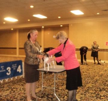 Toy Fox Terrier Specialty Sweepstakes judged by Mrs. Jamie Allen