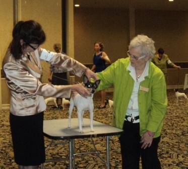 Tabling the Toy Fox Terrier for Judge Dillon's Examination