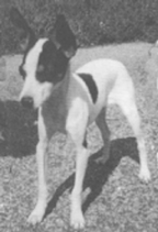 Toy Fox Terrier that passes a health test