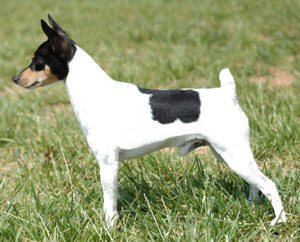 Top Winning Owner Handled Toy Fox Terrier, breeder-owner-handler BJ Andrews, Toy Fox Terriers O'BJ