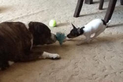 Toy Fox Terriers get along great with other dogs!