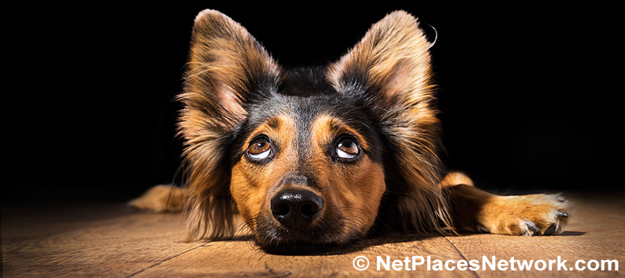 Have you noticed your dog looking skyward like he hears or senses something? You probably didn’t give it much thought, but dogs don’t lie… Have you noticed your dog looking skyward like he hears or senses something? You probably didn’t give it much thought, but dogs don’t lie…