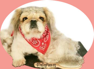 Grooming your dog is very important for his health and wellbeing.