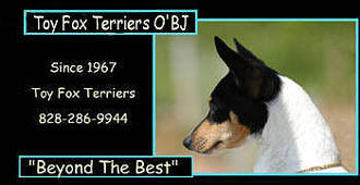 Toy Fox Terriers O'BJ